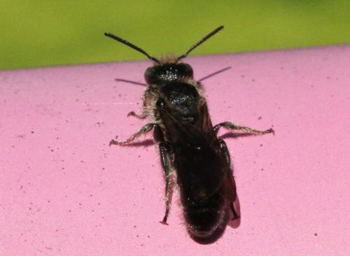 Réf. 260 593 : Chelostoma rapunculi